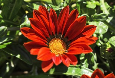 Asteraceae ailesinden Kızıl Gazania (Afrikalı Papatya) çiçeği