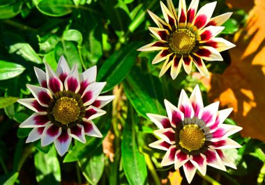 Asteraceae ailesinden güzel gazania (Afrika Papatyası) çiçeği