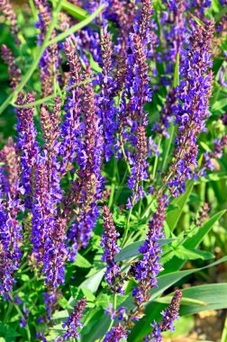 Mor dev su çiçeği (Agastache) Mavi Fal çiçeği