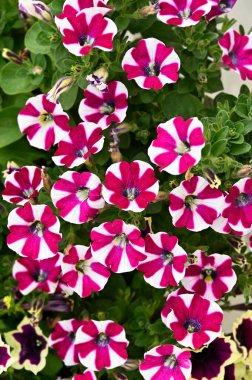 Yeşil yapraklı güzel petunya çiçeği, yaklaş.