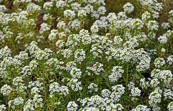 Güzel Alyssum Procumbens (Pamuk Prenses) çiçeği, yaklaş.