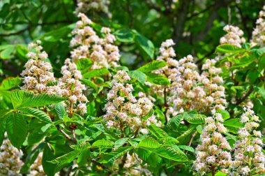 Kestanenin çiçek açan dalları (Castanea sativa) baharda