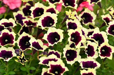 Yeşil yapraklı güzel petunya çiçeği, yaklaş.