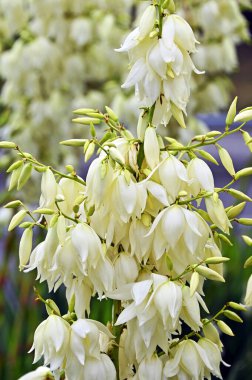 Soaptree, Yucca Rock Lily Flowers (soapweed or palmella) clipart