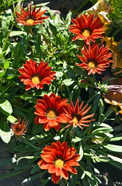Asteraceae ailesinden Kızıl Gazania (Afrikalı Papatya) çiçeği
