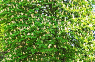 Kestanenin çiçek açan dalları (Castanea sativa) baharda