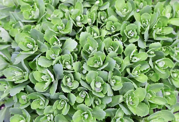 Sedum (Stonecrop) bitki yaprakları ile su damlaları