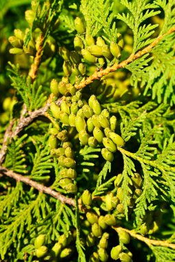 Aromatik kozalaklı Thuja occidentalis (beyaz sedir veya arborvitae)