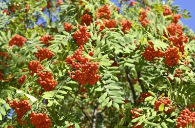 Çilek, dağ ağacı (Sorbus) olgun dutlu