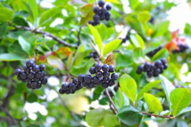 Olgun böğürtlenli (Aronia melanocarpa) ağaç