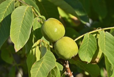 Ceviz ağacı (Juglans regia) meyveli