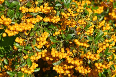 Sorbus Aucuparia bitkisi (Sorbus) olgun sarı dutlu