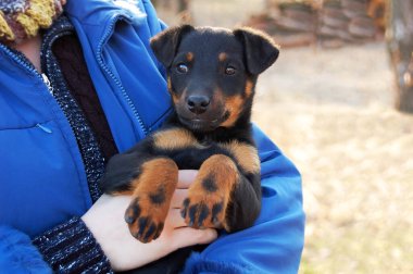 Kadınlar küçük şirin köpekleri okşarlar, Jagdterrier cinsi