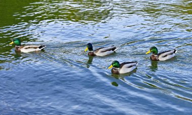 Vahşi Drake (Anas plathyrhynchos) gölde yüzer