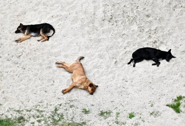 Stray dogs rest on sand at summer clipart