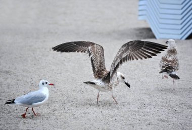 Kum, deniz kıyısı üzerinde büyük beyaz ve gri martı