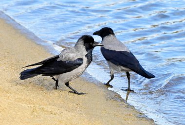 Göl kıyısında kumların üzerinde büyük bir kuzgun
