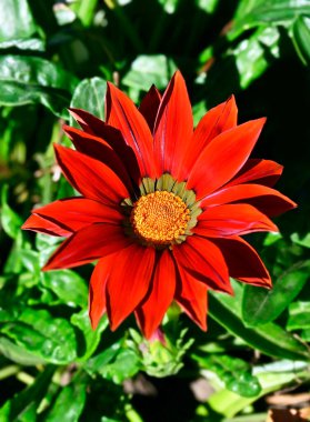 Asteraceae ailesinden Kızıl Gazania (Afrikalı Papatya) çiçeği