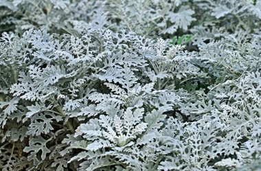 Tozlu değirmenci (gümüş tozu veya Jacobaea maritima)