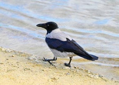 Göl kıyısında kumların üzerinde büyük bir kuzgun