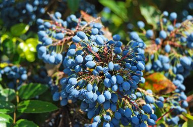 Mahonia tree with ripe blue berries at summer clipart
