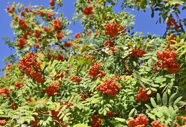 Mavi gökyüzünde Rowan çilekleri, dağ külleri (Sorbus)