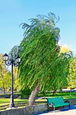 Yazın parkta ağlayan söğüt ağacı
