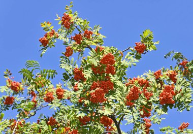Mavi gökyüzünde Rowan çilekleri, dağ külleri (Sorbus)