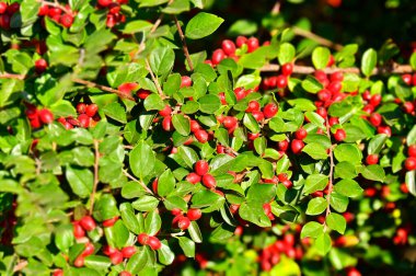 Japon böğürtlenli (Berberis thunbergii) kırmızı dutlu