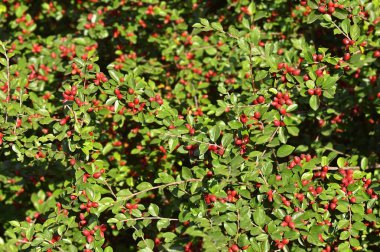 Japon böğürtlenli (Berberis thunbergii) kırmızı dutlu