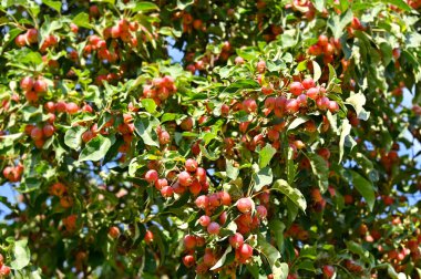 Bir sürü olgun meyveli yaban elması ağacı