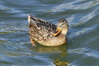 Vahşi ördek (Anas plathyrhynchos) gölde yüzüyor