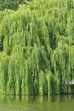 Parktaki gölün üzerinde söğüt ağacı