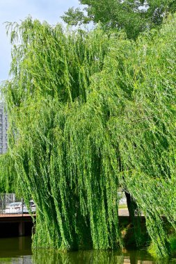 Yazın parkta ağlayan söğüt ağacı