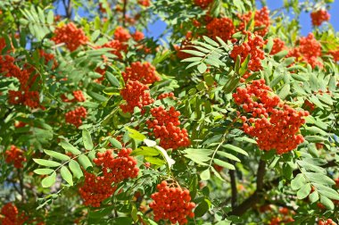 Çilek, dağ ağacı (Sorbus) olgun dutlu