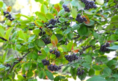Olgun böğürtlenli (Aronia melanocarpa) ağaç