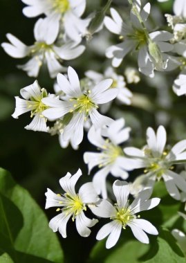 Yazın kar veya civciv (Cerastium tomentosum))