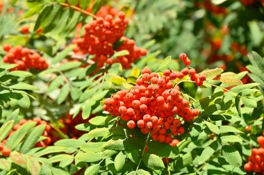 Çilek, dağ ağacı (Sorbus) olgun dutlu