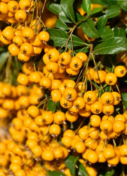 Sorbus Aucuparia bitkisi (Sorbus) olgun sarı dutlu