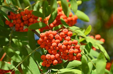 Çilek, dağ ağacı (Sorbus) olgun dutlu