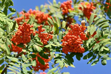 Mavi gökyüzünde Rowan çilekleri, dağ külleri (Sorbus)