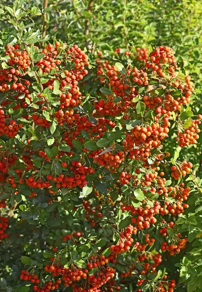 Kırmızı dutlu Rowan meyveleri, dağ külleri (Sorbus) ağacı