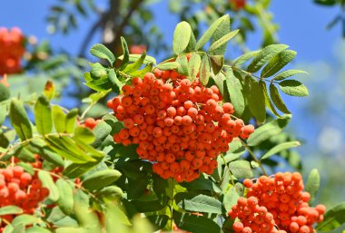 Mavi gökyüzünde Rowan çilekleri, dağ külleri (Sorbus)