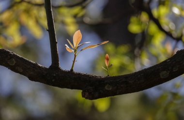 Tree bud on big tree branch in sunlight