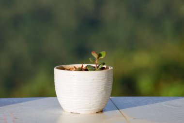 Ev aroması ve bitkiler pencereye konmuş vazolar. Beyaz mini kaplarda sulu ev dekoratif fikirleri var..