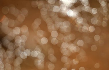 Beautiful bokek on yellow background