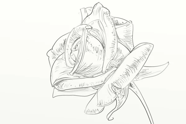 Róża Ręcznie Rysowane Rysunki Ołówków — Zdjęcie stockowe