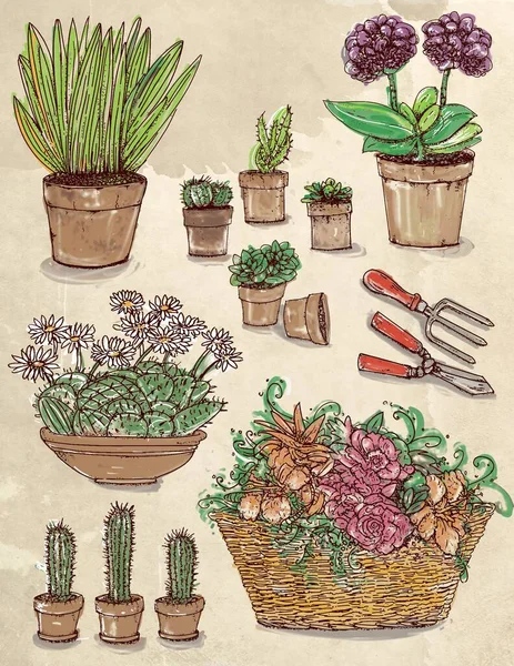 手描きの多肉植物や鍋にサボテンのコレクション — ストック写真
