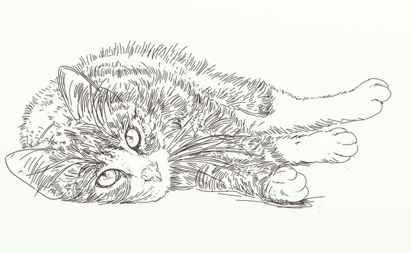Sketch of a cat lying on the ground. Hand drawn illustration.