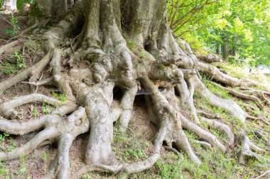Büyük Ağaç Kökleri Orman zeminine yayılıyor